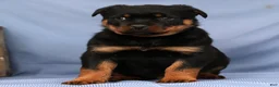 Rottweiler dogs for sale: Leo - Ad 3