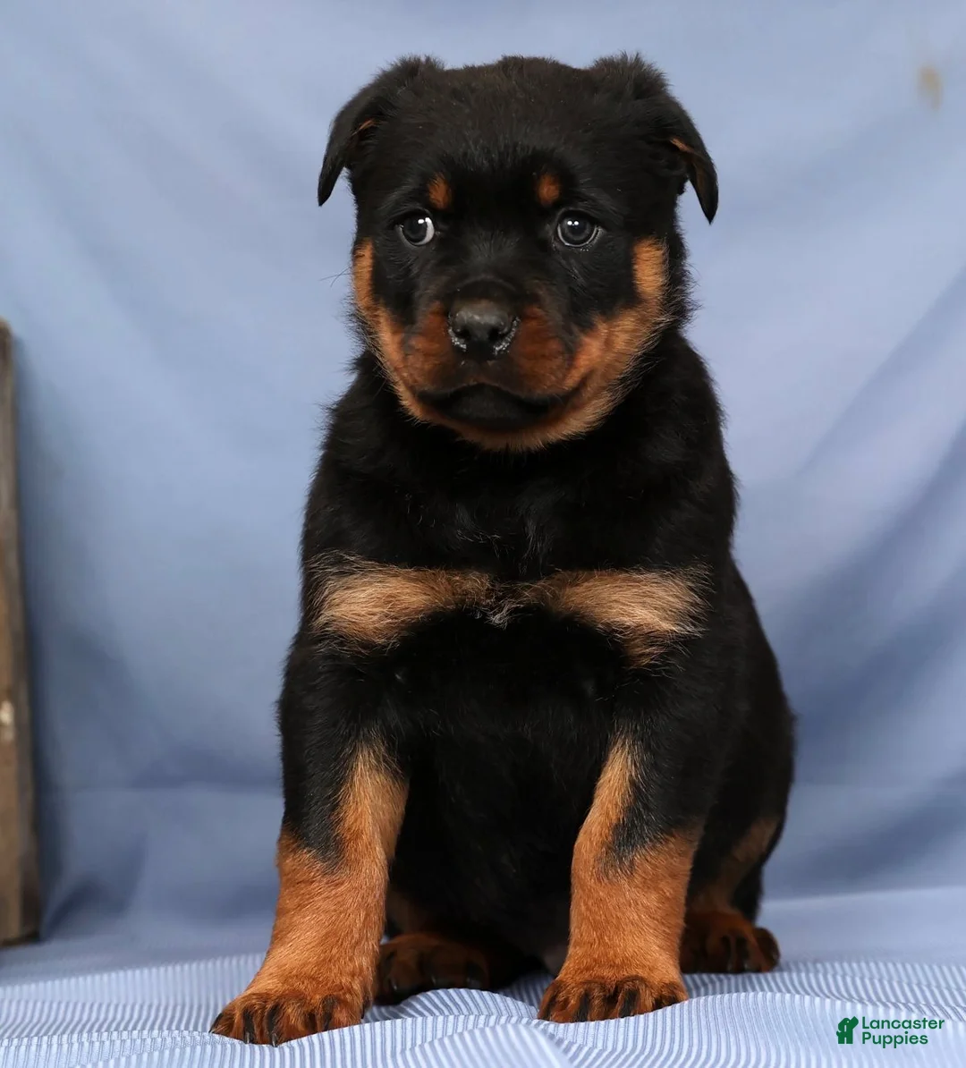 Rottweiler dogs for sale: Leo - Ad 3