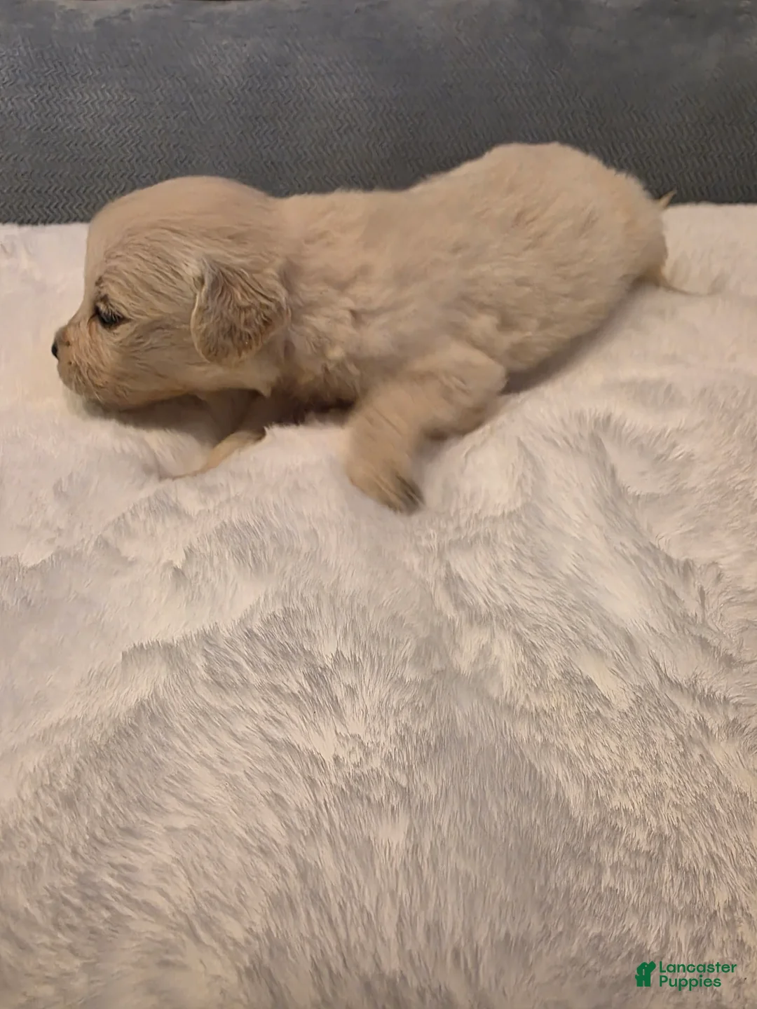Golden Retriever dogs for sale: Baby girl light pink - Ad 2