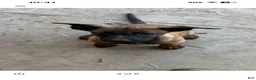 Belgian Malinois dogs for sale: Shadie - Ad 4