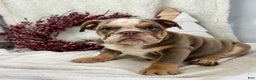 English Bulldog dogs for sale: Sage - Ad 3