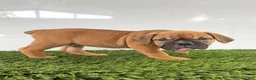 Olde English Bulldogge dogs for sale: Max - Ad 3