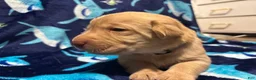 Labrador Retriever dogs for sale: Dave (grey)  - Ad 2
