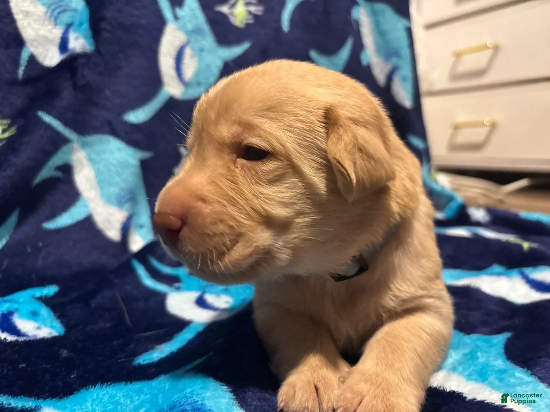 Labrador Retriever dogs for sale: Dave (grey)  - Ad 2