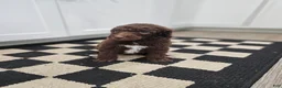 Standard Poodle dogs for sale: Michael Scott - Ad 11