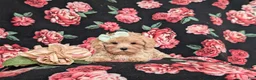 Maltipoo dogs for sale: Emerson 6 lbs Full Grown - Ad 7