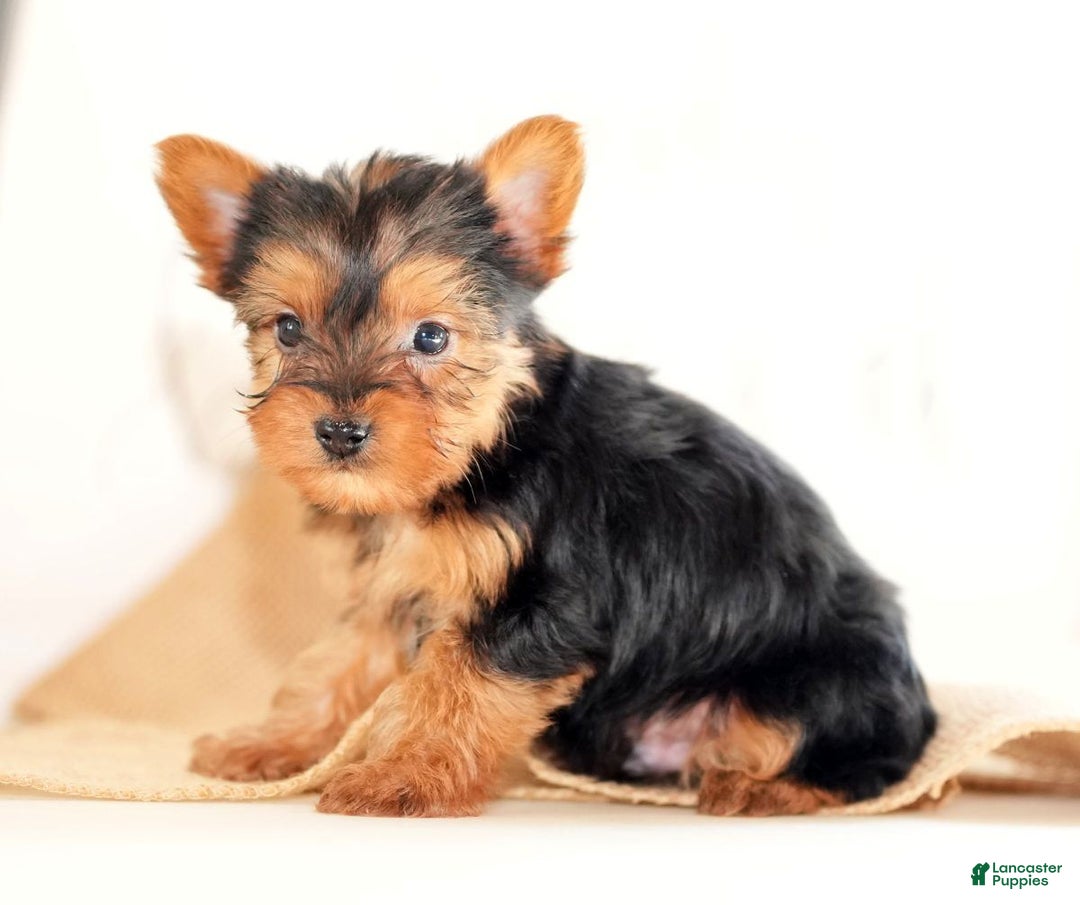 Morkie dogs for sale: Preston - Ad 6