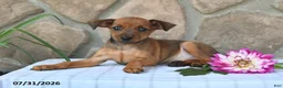 Miniature Pinscher dogs for sale: Tyson - Ad 5