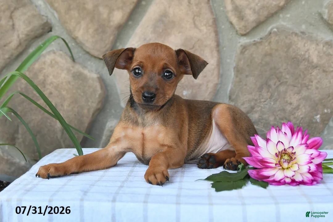 Miniature Pinscher dogs for sale: Tyson - Ad 5
