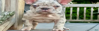 French Bulldog 3