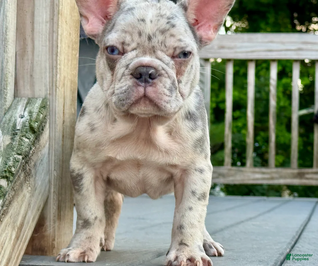 French Bulldog dogs for sale: French Bulldog 3 - Ad 1