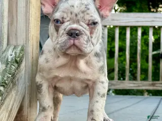 French Bulldog dogs French Bulldog 3 - Ad 8