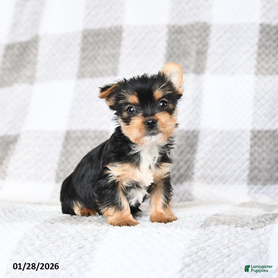 Yorkshire Terrier dogs for sale: Baxter - Ad 4