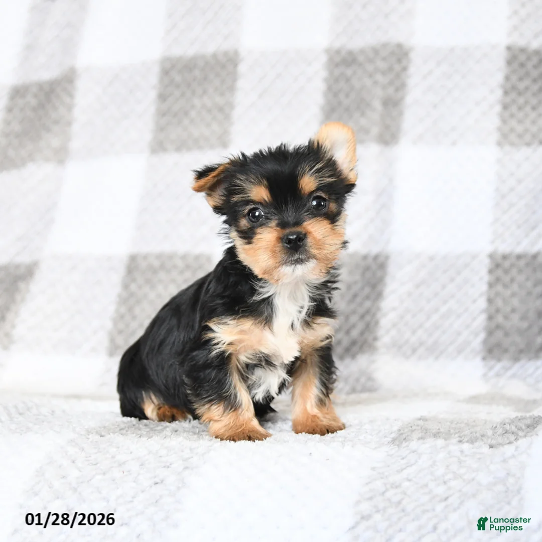 Yorkshire Terrier dogs for sale: Baxter - Ad 1