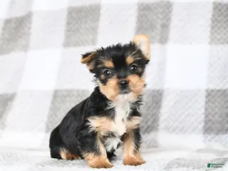 Yorkshire Terrier dogs for sale: Baxter - Ad 4