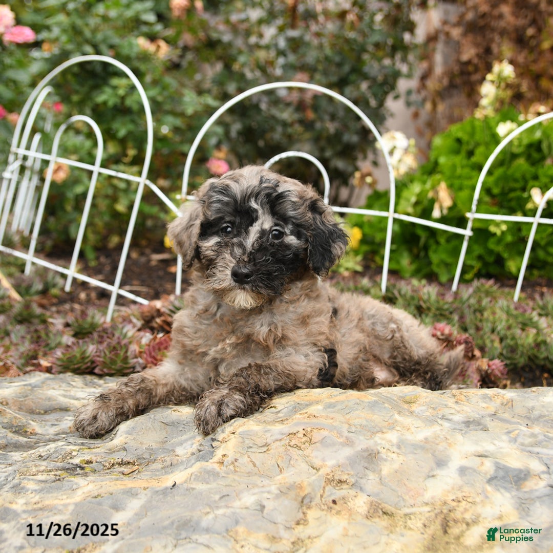 Toy Poodle dogs for sale: Smudge - Ad 3