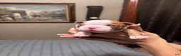 Boston Terrier dogs for sale: Boston Terrier 6 - Ad 1