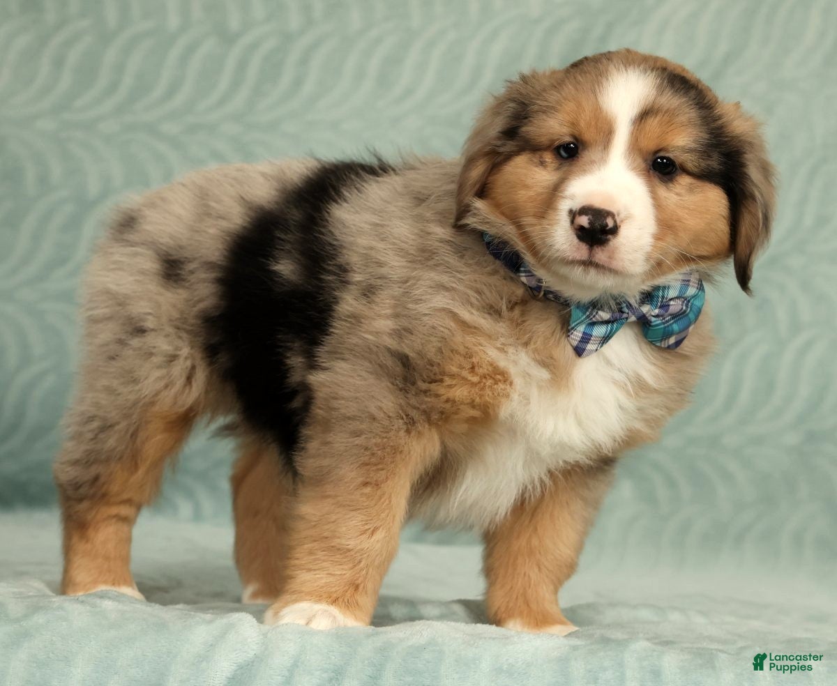Australian Shepherd dogs for sale: Jett - Ad 2