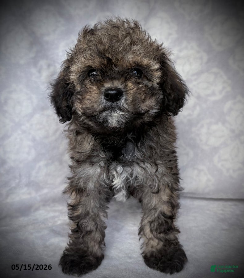 Maltipoo dogs for sale: Goldie - Ad 1