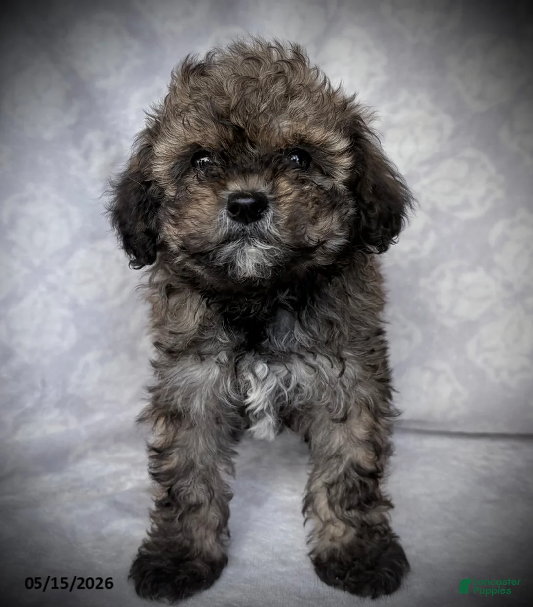 Maltipoo dogs for sale: Goldie - Ad 1