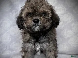 Maltipoo dogs for sale: Goldie - Ad 1
