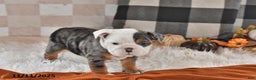 Olde English Bulldogge dogs for sale: Sadie - Ad 8