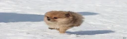 Pomeranian dogs for sale: Feather - Ad 4