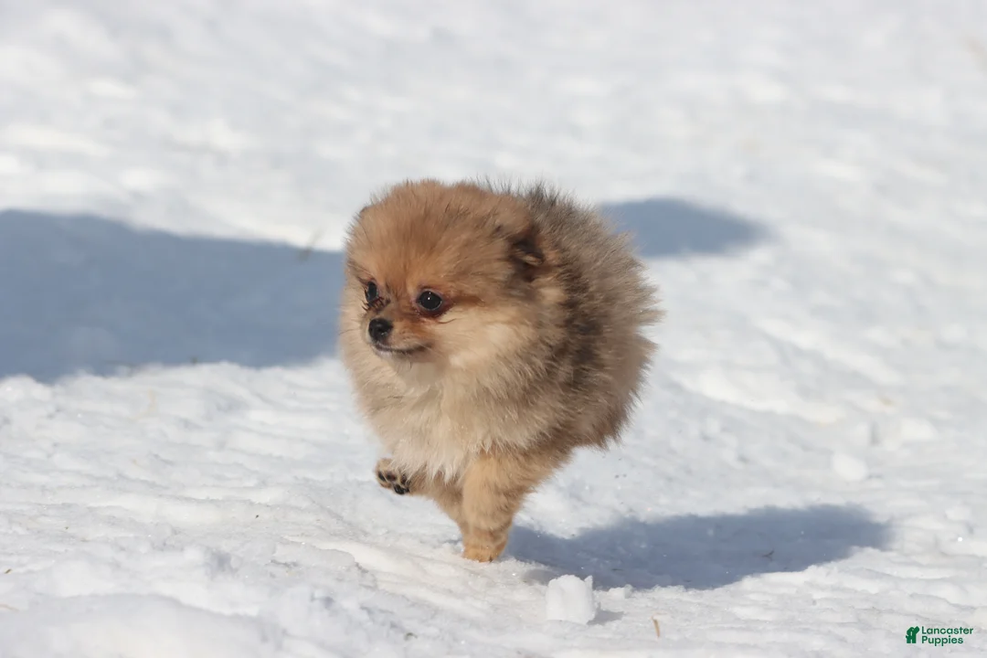 Pomeranian dogs for sale: Feather - Ad 4