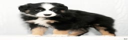 Miniature Australian Shepherd dogs for sale: Dora - Ad 9