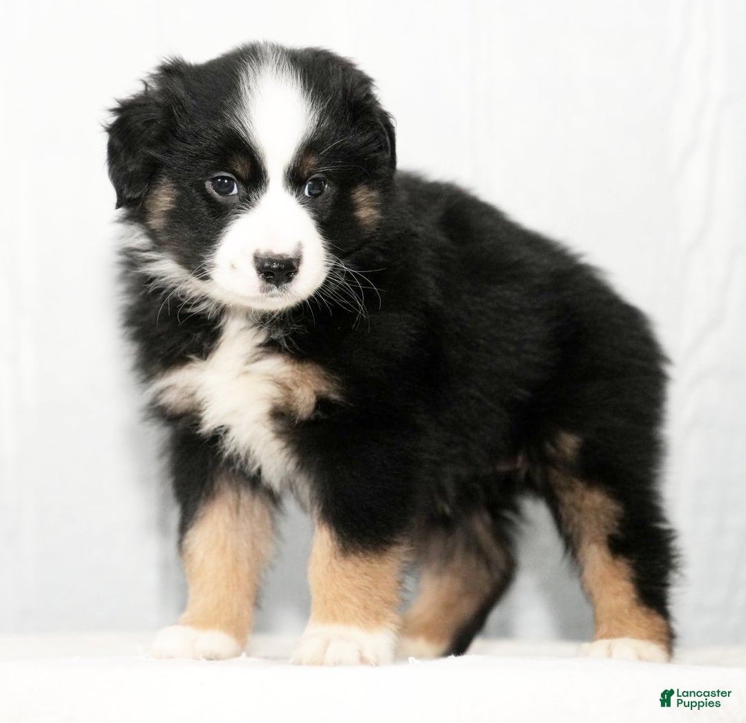 Miniature Australian Shepherd dogs for sale: Dora - Ad 9