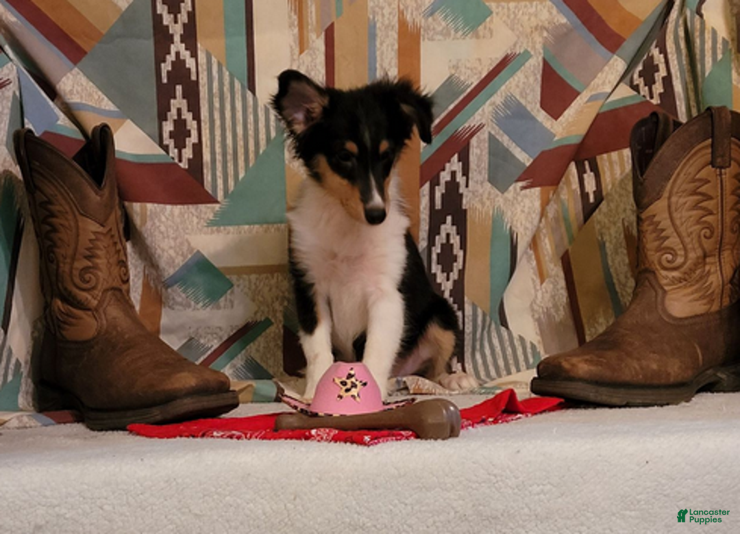 Shetland Sheepdog dogs for sale: Sophie - Ad 3