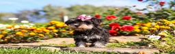 Miniature Schnauzer dogs for sale: Emmy - Ad 6