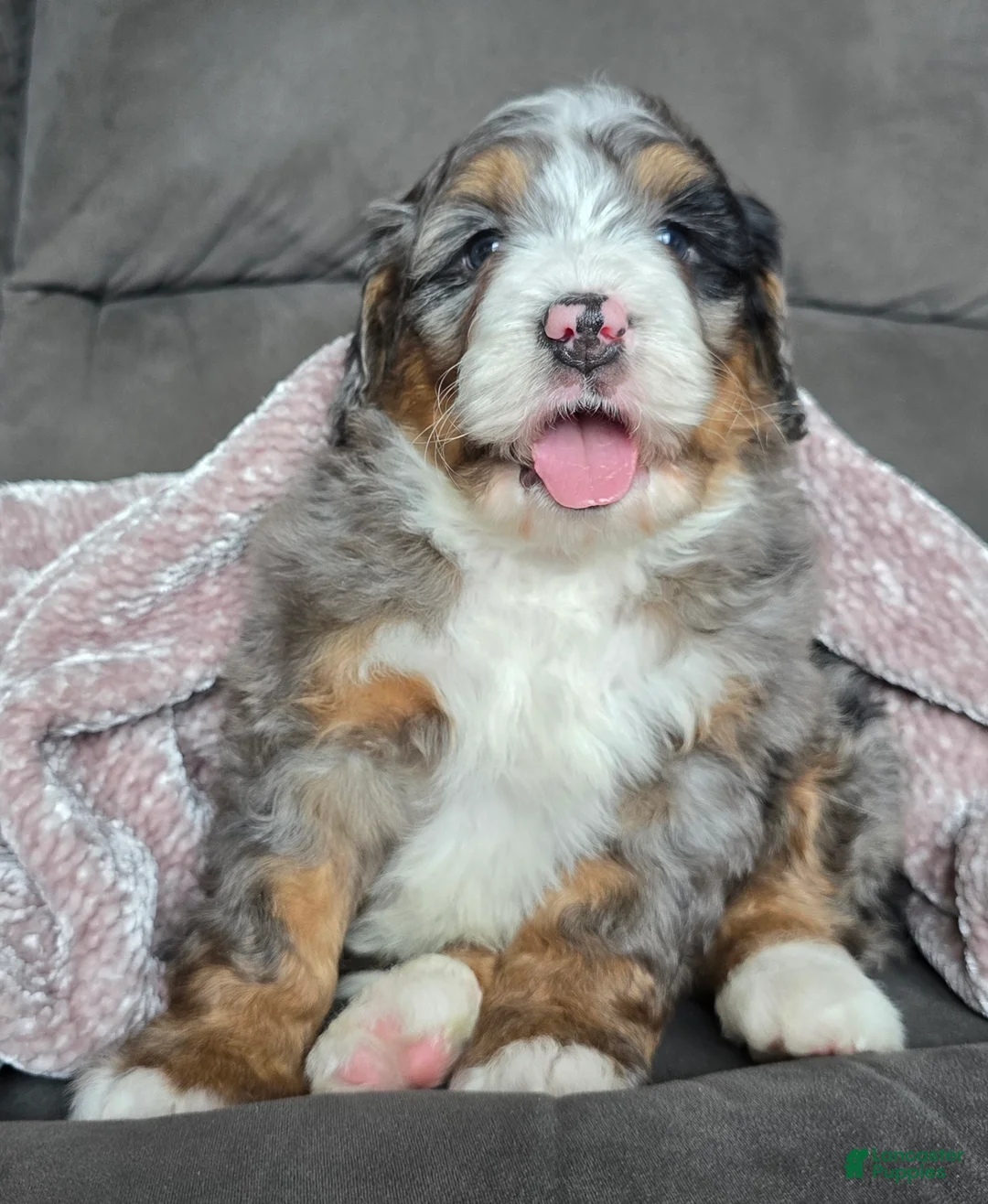 Mini Bernedoodle dogs for sale: Mini Chief - Ad 4