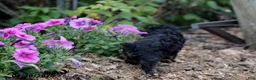 Toy Poodle dogs for sale: Hailey - Ad 9
