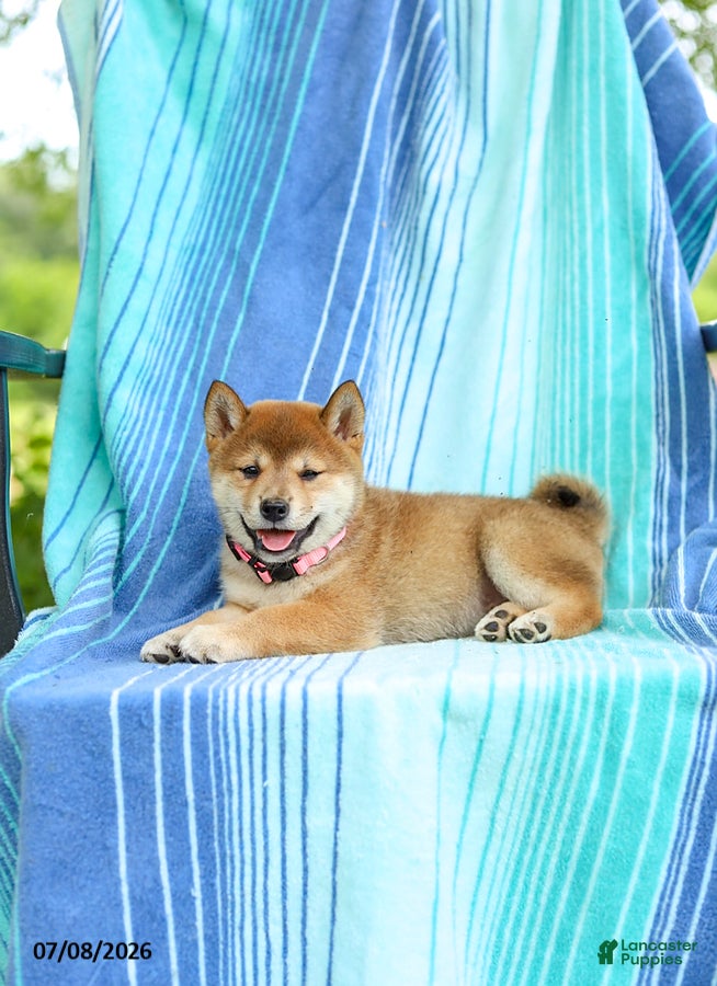Shiba Inu dogs Polly - Ad 2