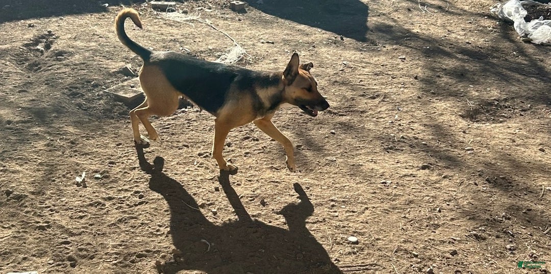 Mixed Breed dogs for sale: Mixed Breed Puppy 1 - Ad 4