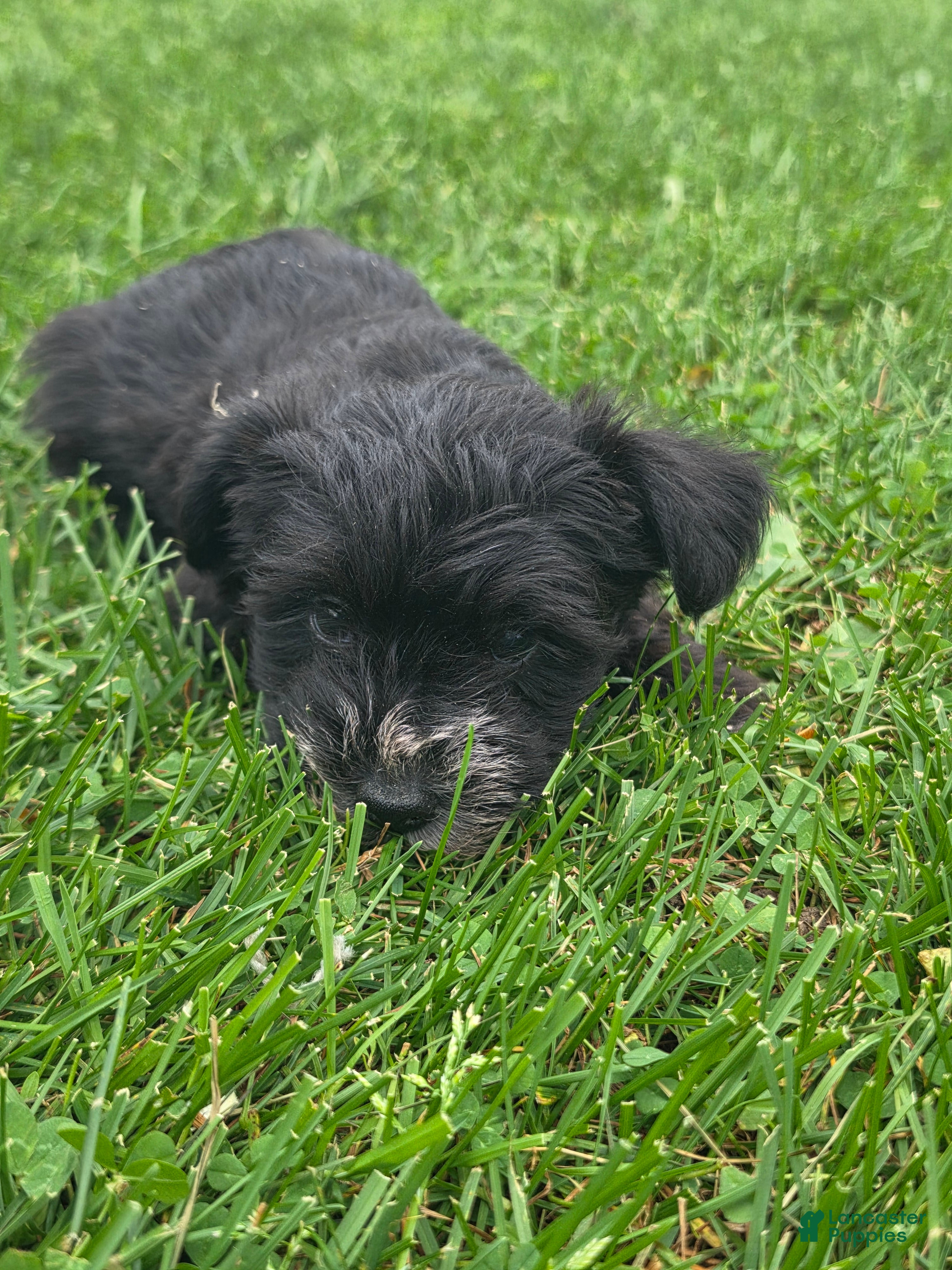 Mixed Breed dogs for sale: Mixed Breed Male 2 - Ad 38