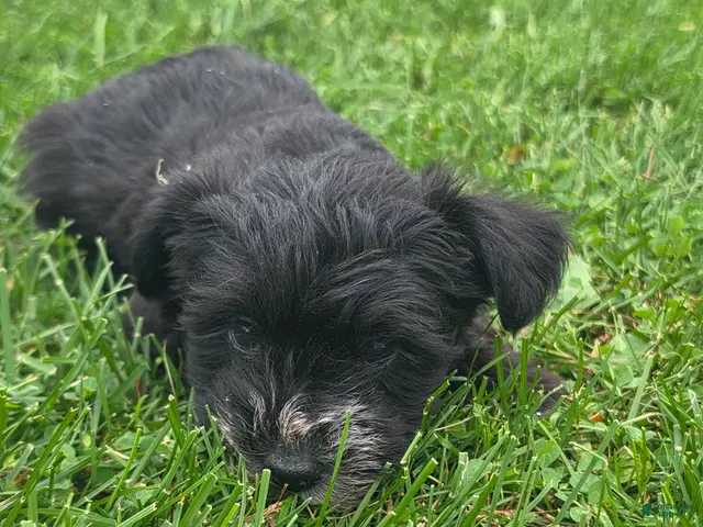 Mixed Breed dogs for sale: Mixed Breed Male 2 - Ad 38