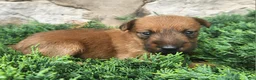 Irish Terrier dogs for sale: Ruby - Ad 7