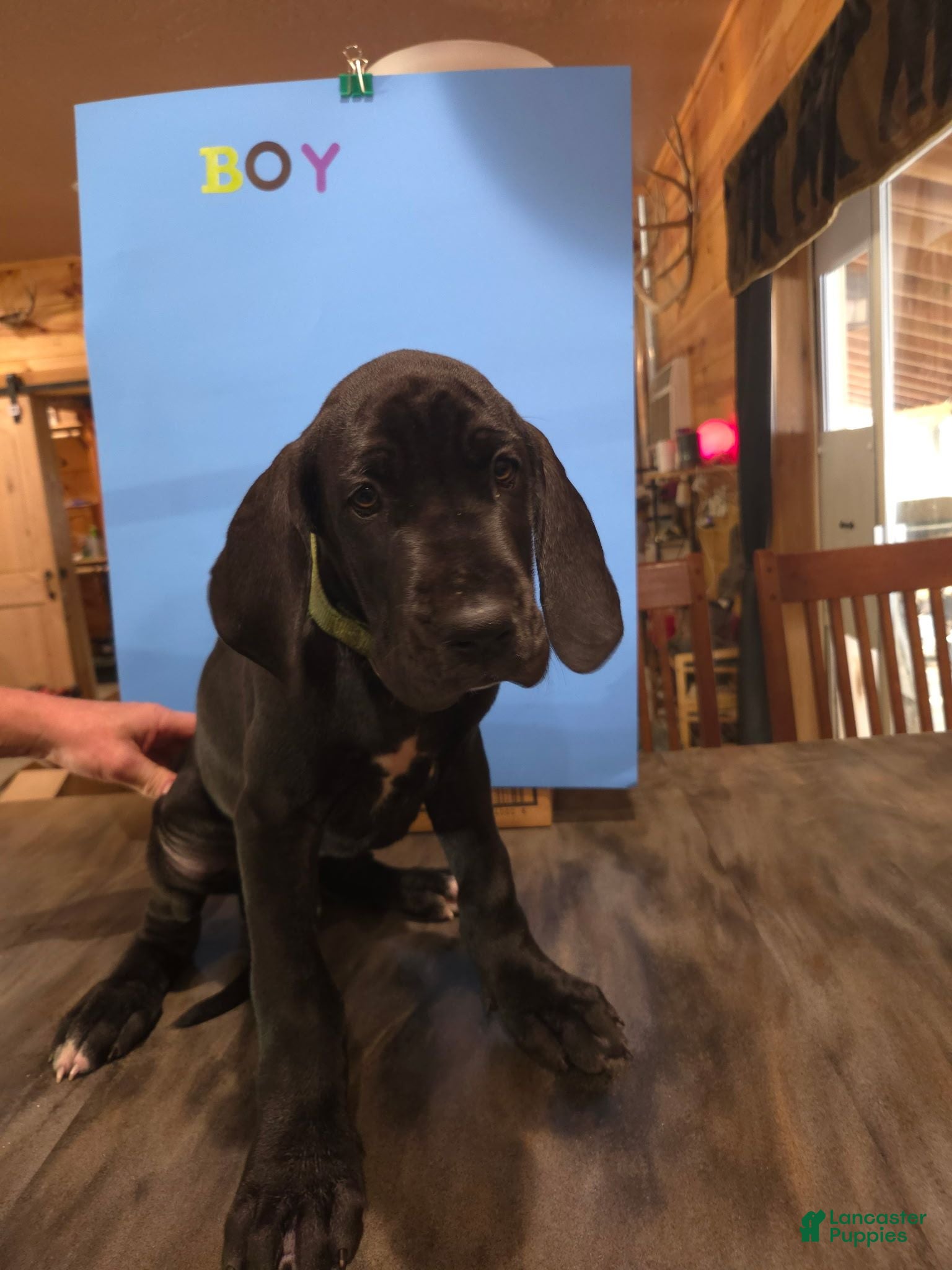 Great Dane dogs Great Dane 10 - Ad 1