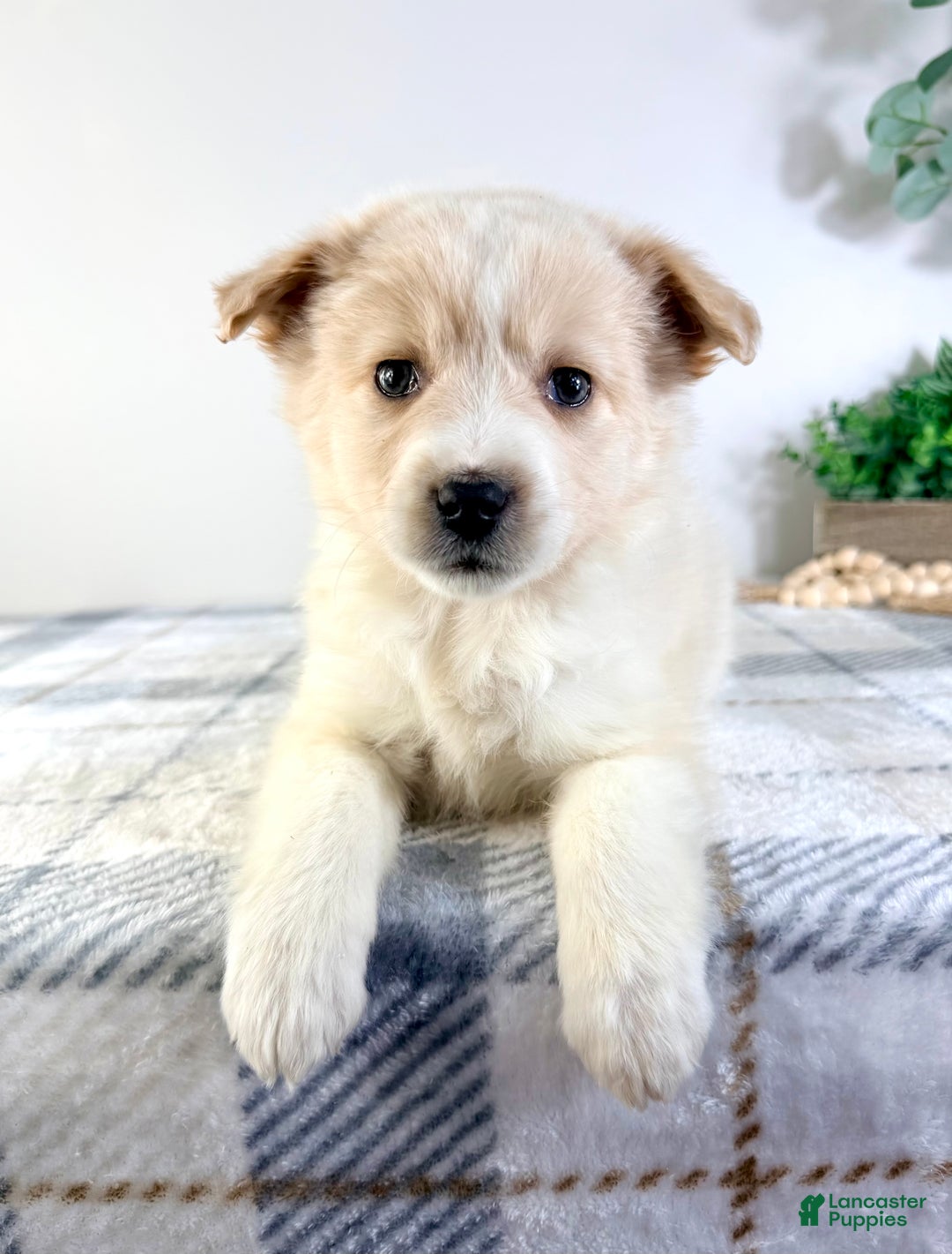 Mixed Breed dogs for sale: Honey - Ad 2