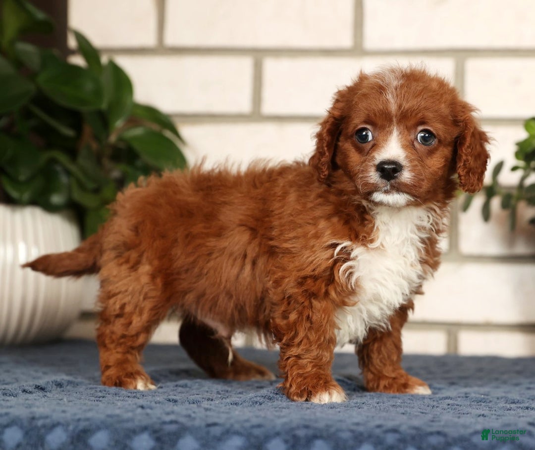 Cavapoo dogs for sale: Duane - Ad 2