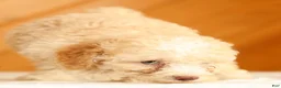 Toy Poodle dogs for sale: Dusty - Ad 6
