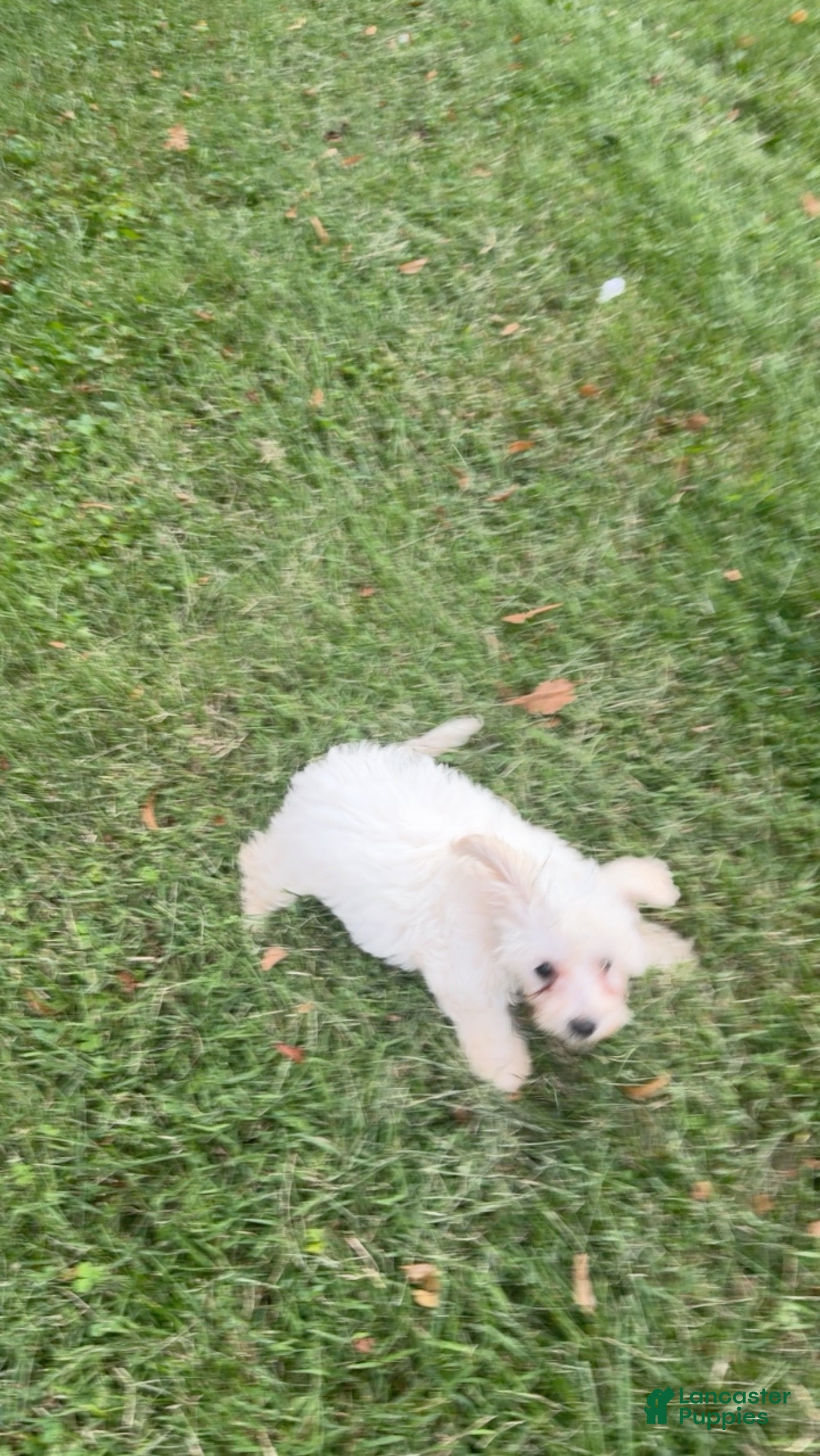 Maltipoo dogs Maltipoo 1 - Ad 1