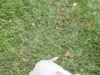 Maltipoo dogs Maltipoo 1 - Ad 1