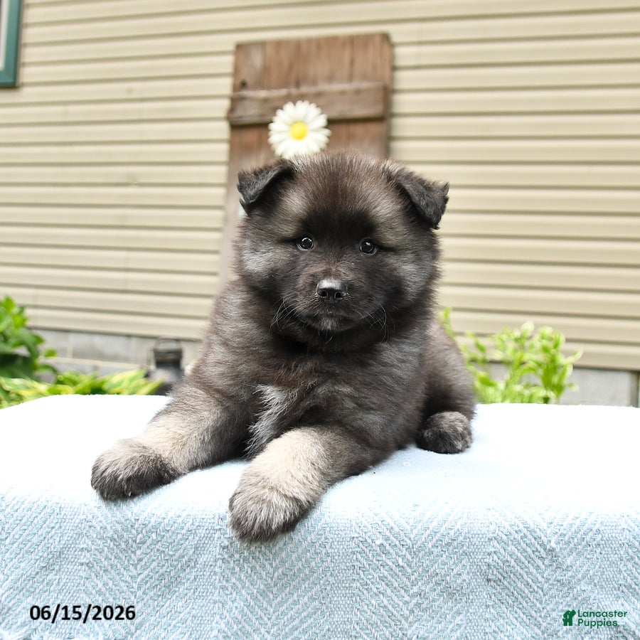 Keeshond dogs Sawyer - Ad 1