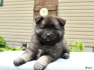 Keeshond dogs for sale: Sawyer - Ad 3