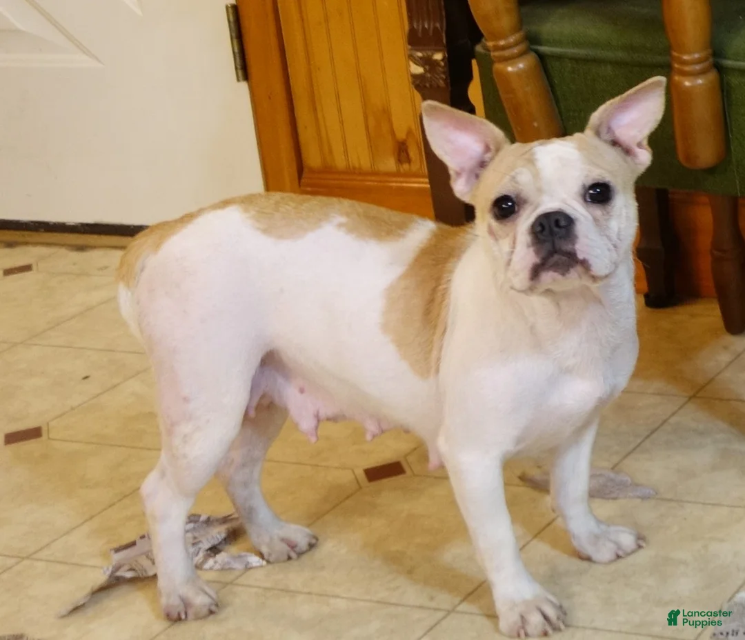 Mixed Breed dogs for sale: Mixed Breed Puppy 6 - Ad 2