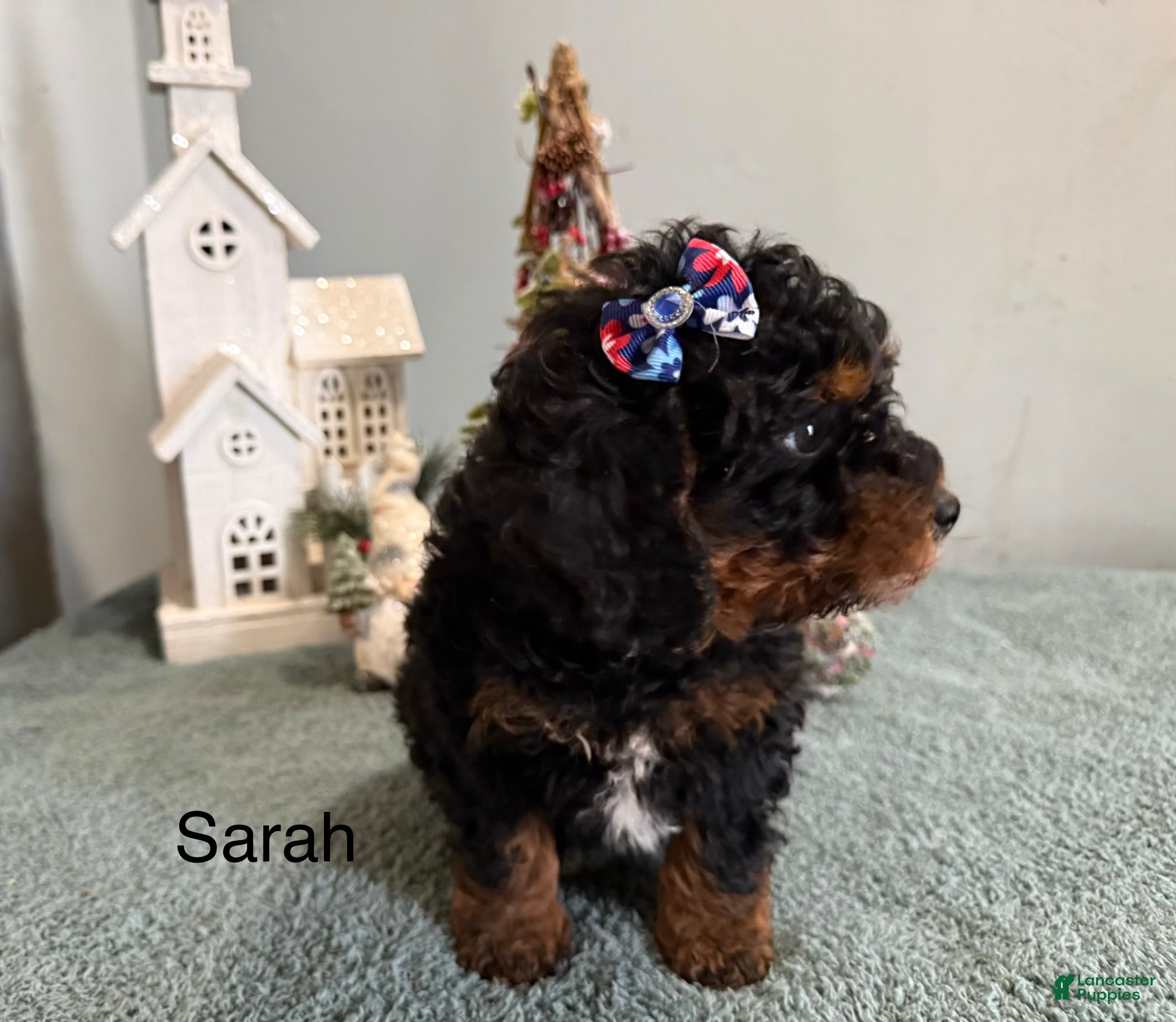 Mixed Breed dogs Sarah  - Ad 2