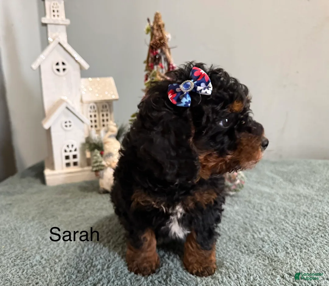 Mixed Breed dogs for sale: Sarah  - Ad 2